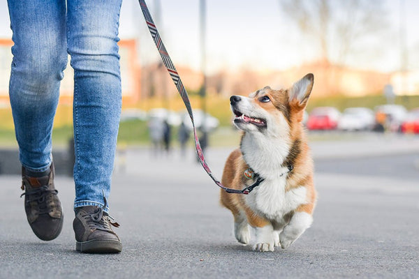 why does my dog sit down during a walk