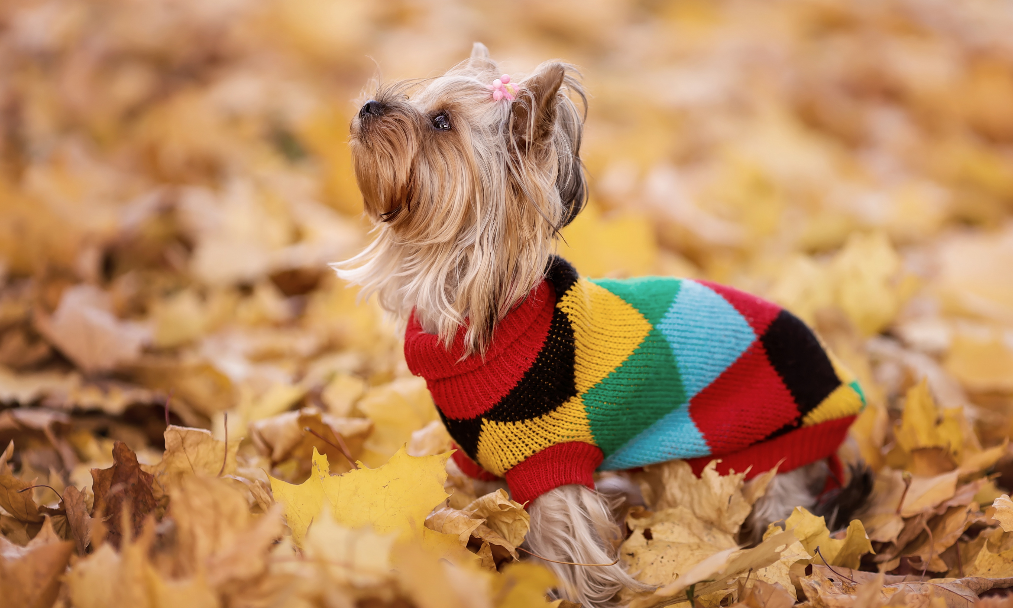 Fall Favorites for Dogs