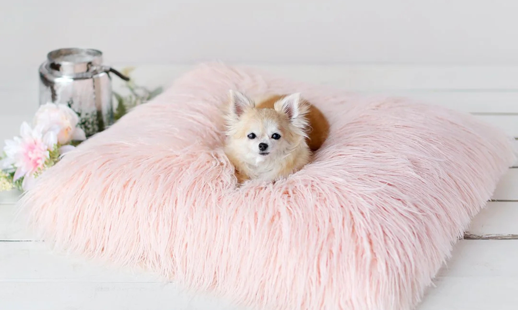 Hello Doggie