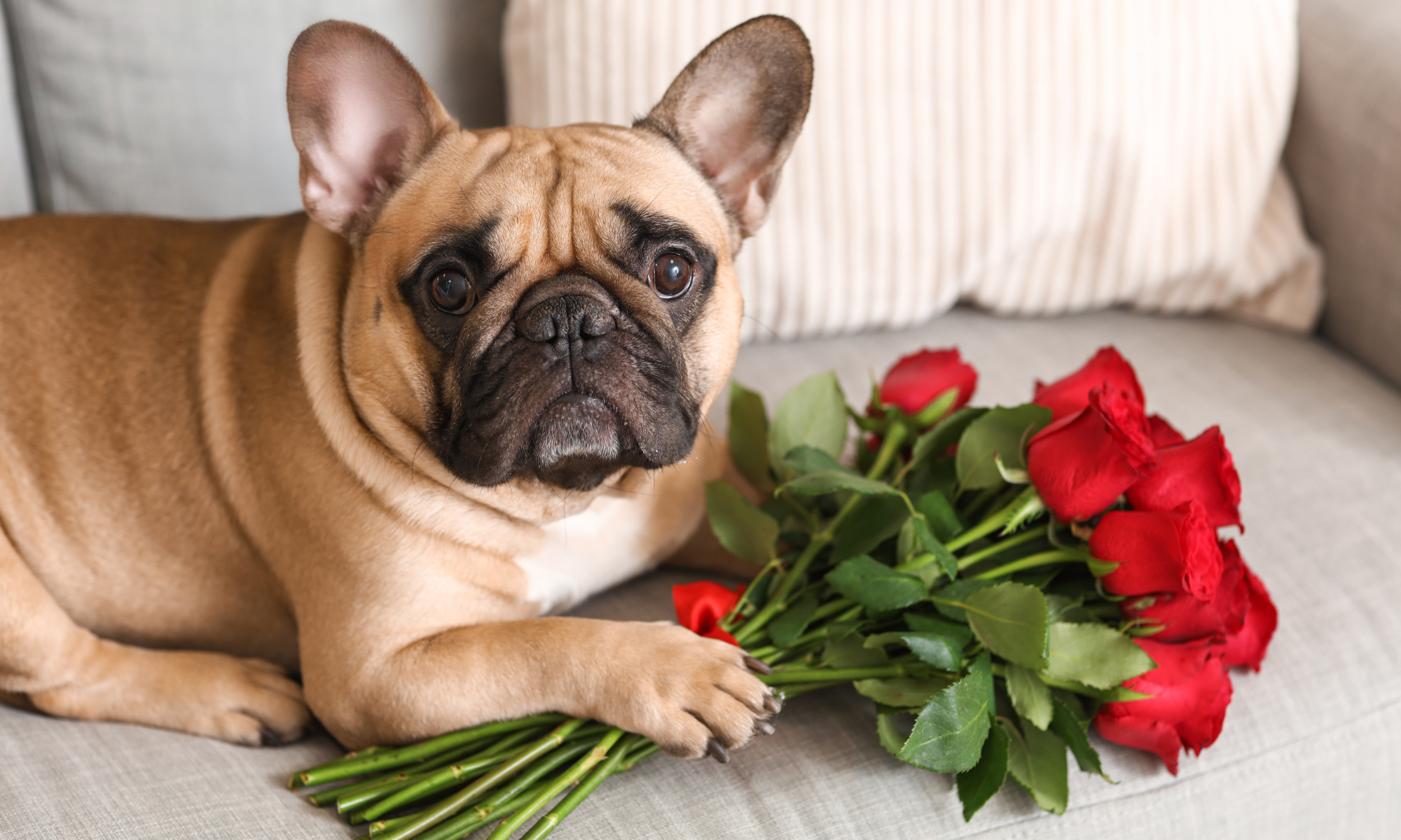 Valentine’s Day Styles for Dogs