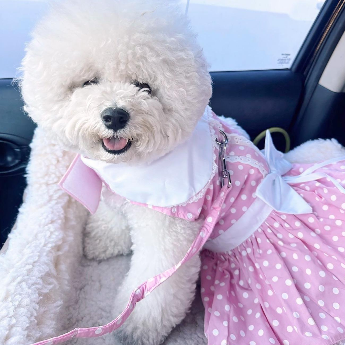 godoggiestyle