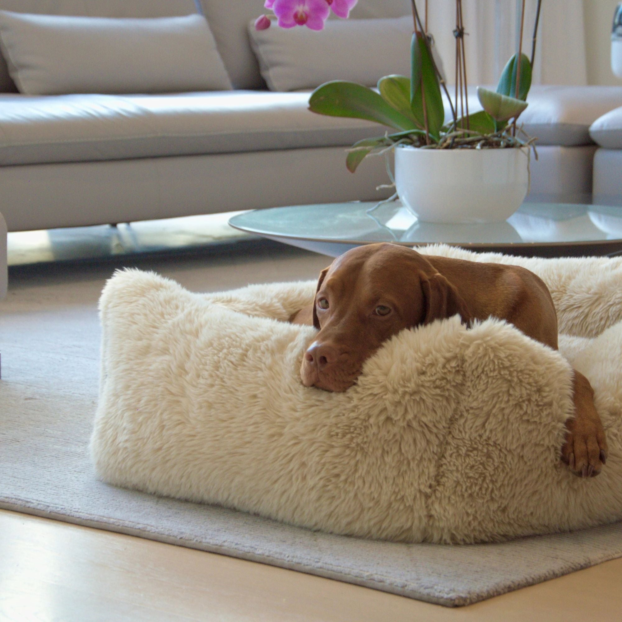 Bowsers Franklin Dog Bed