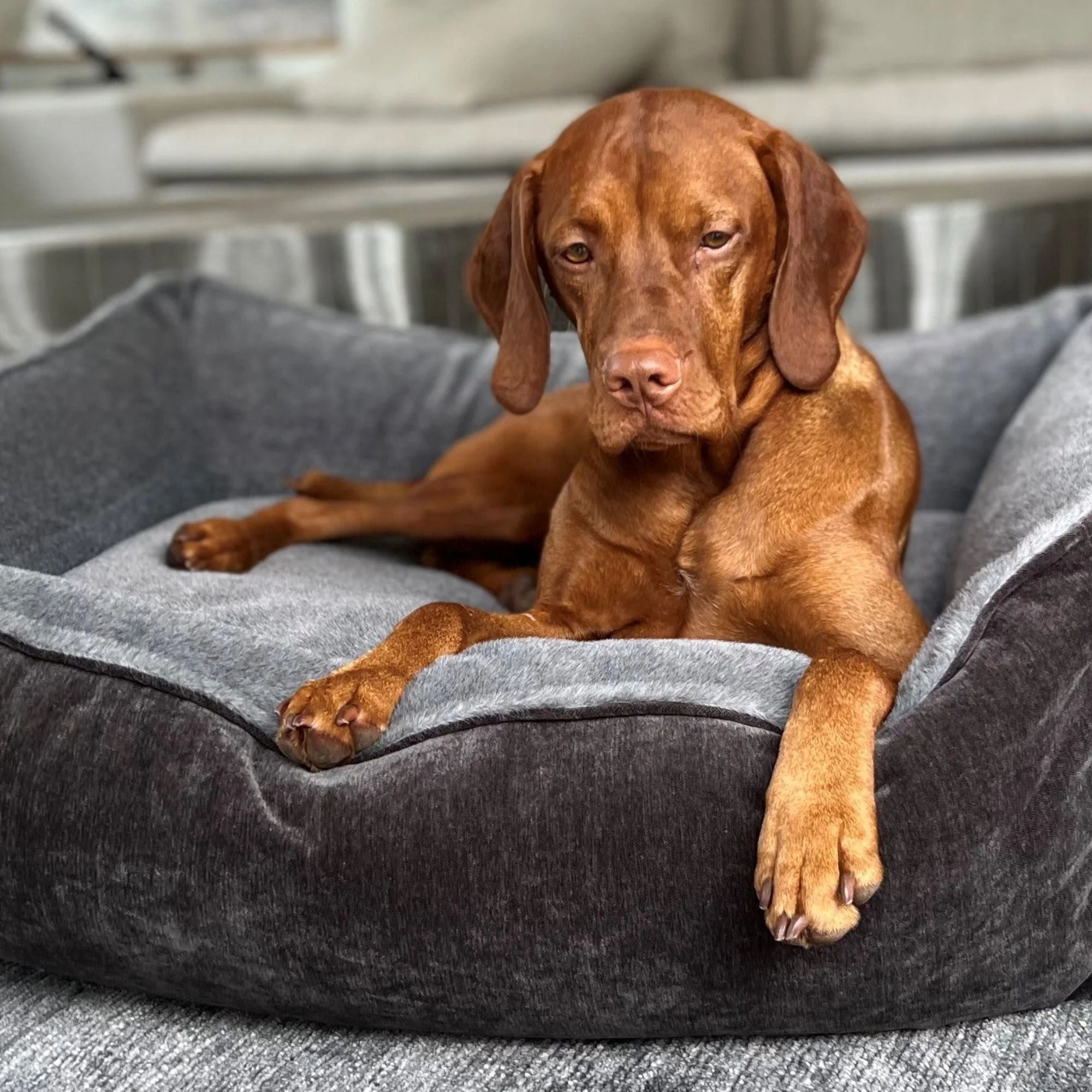 Bowsers B-Lounge Dog Bed