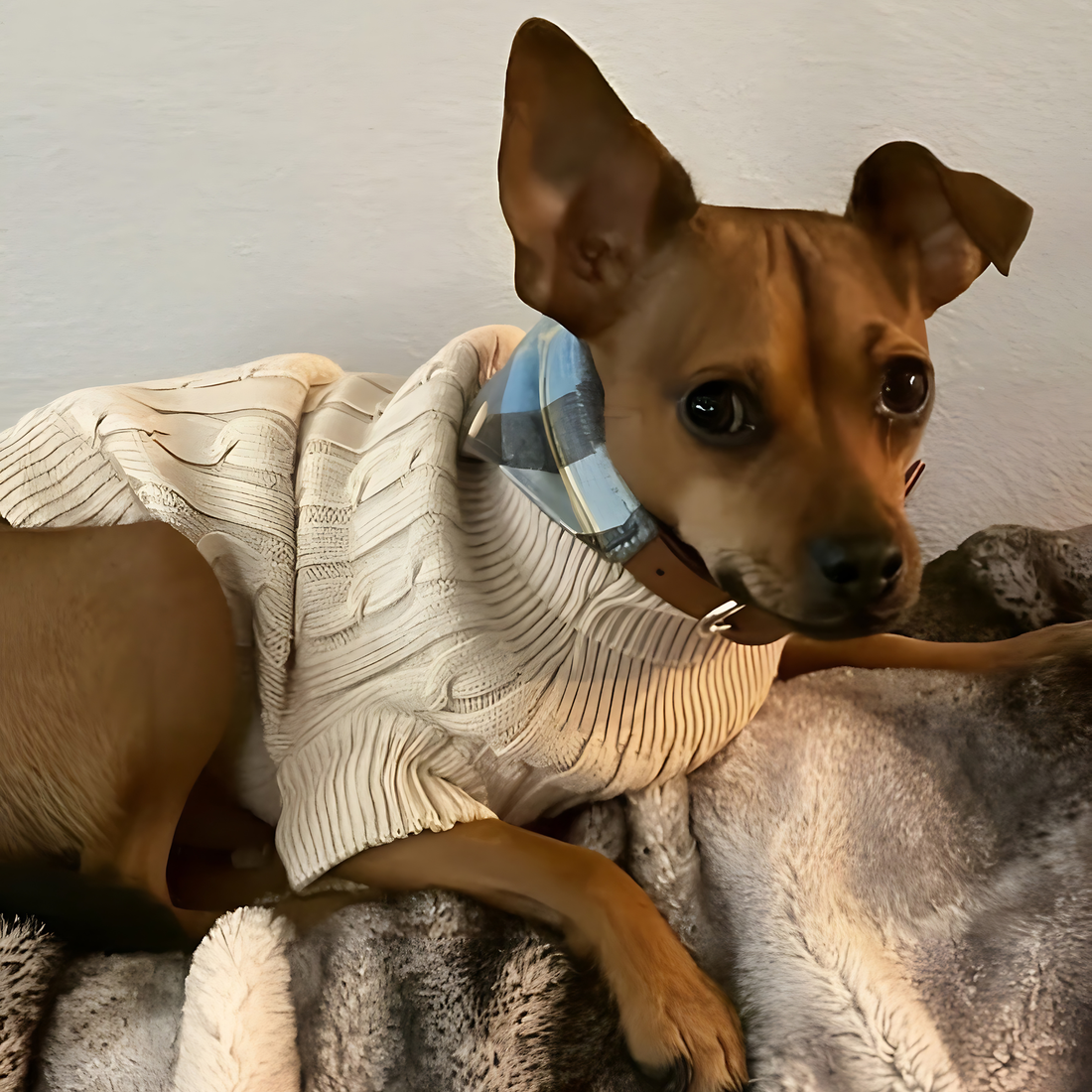 godoggiestyle