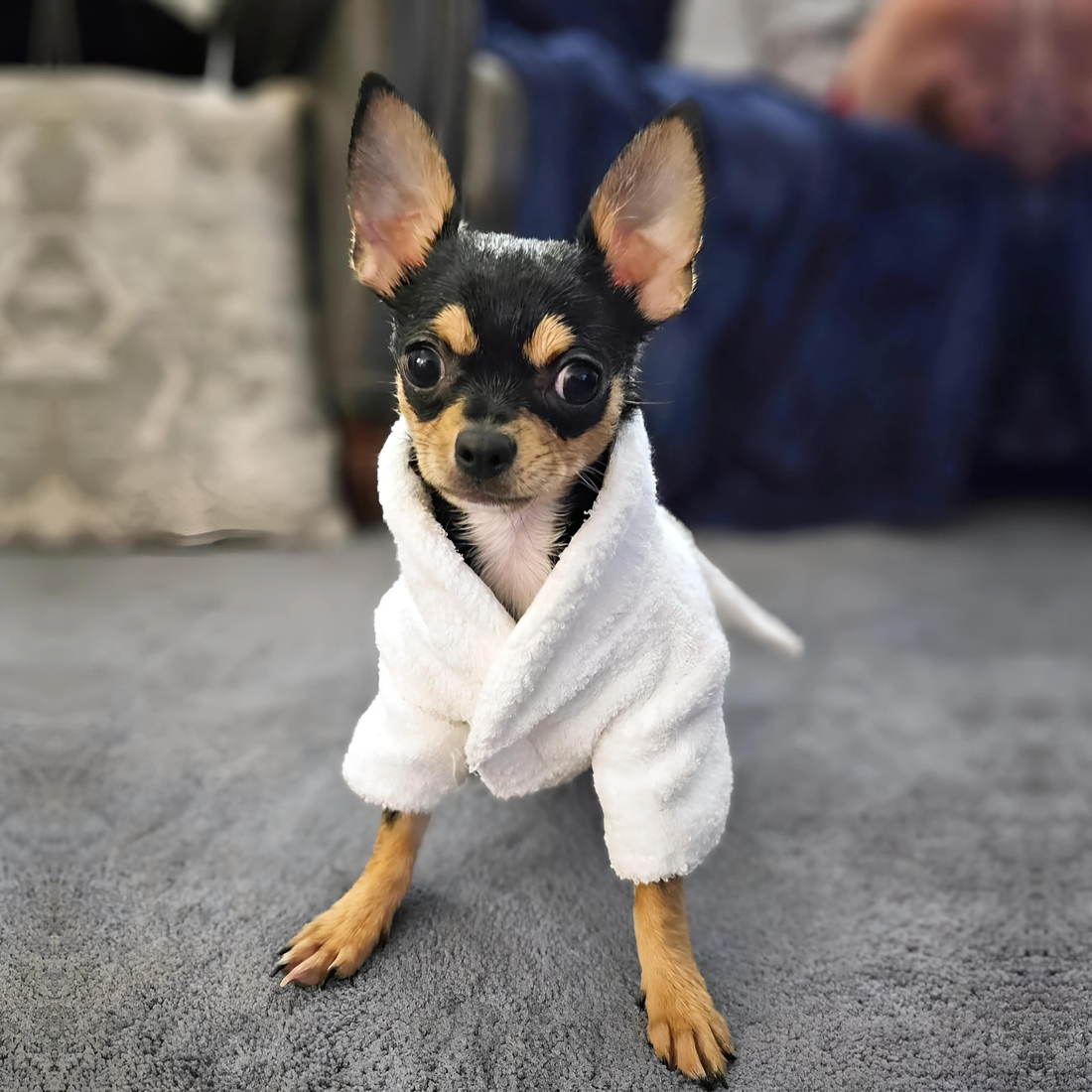godoggiestyle