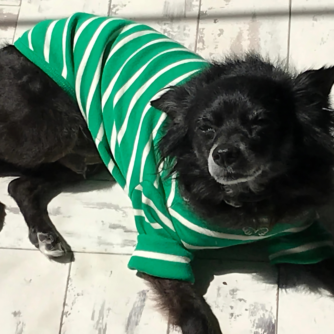 godoggiestyle