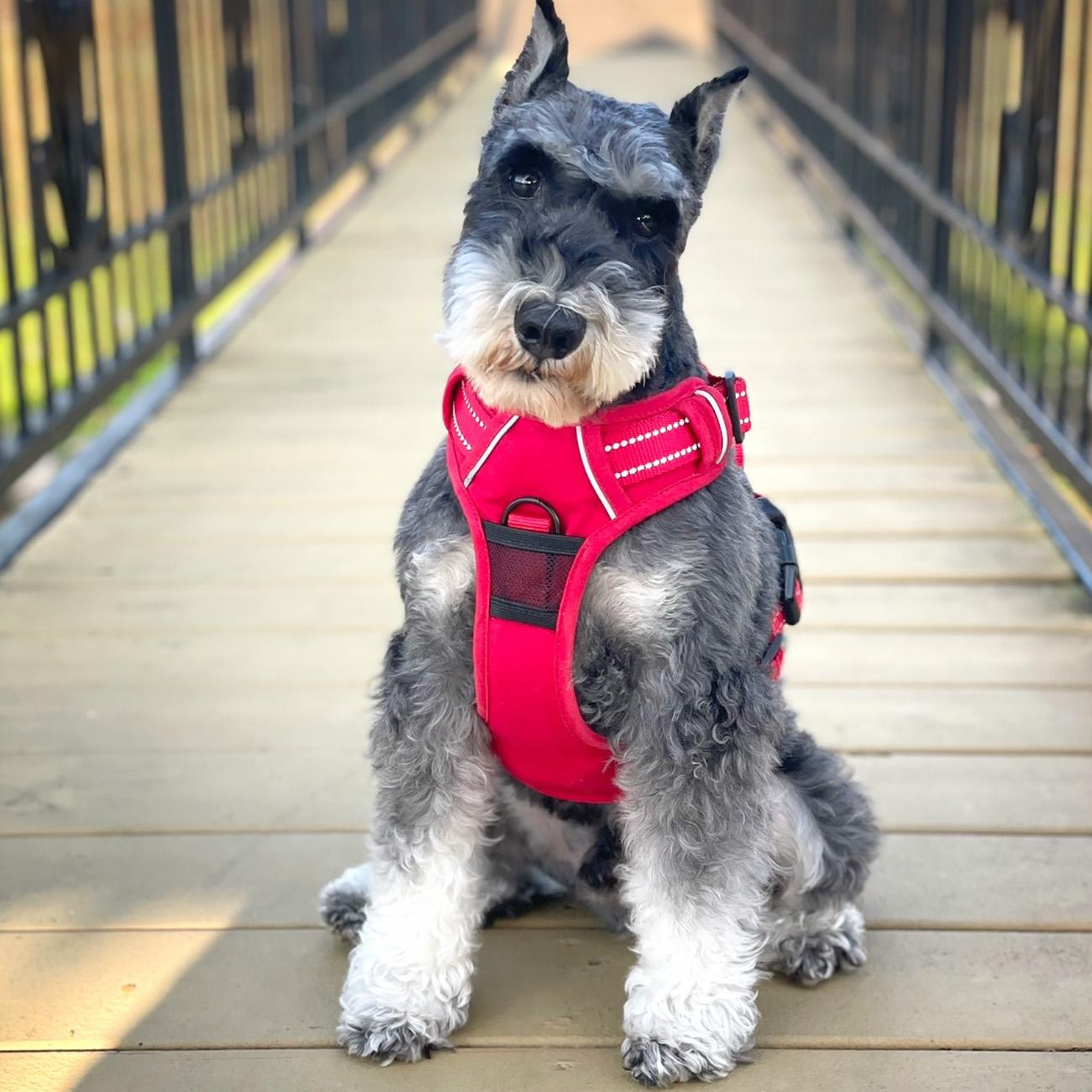 godoggiestyle