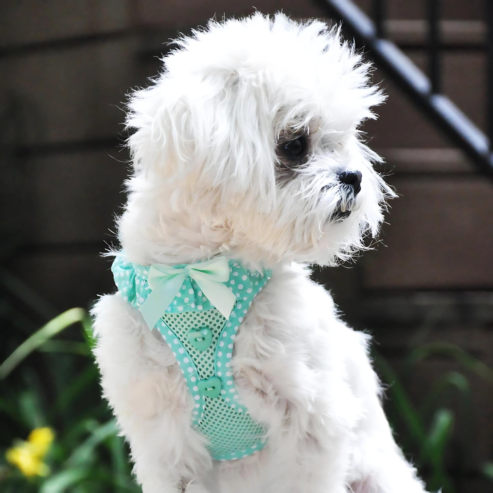 American River Choke Free Adjustable Step In Dog Harness - Teal Polka Dot - godoggiestyle