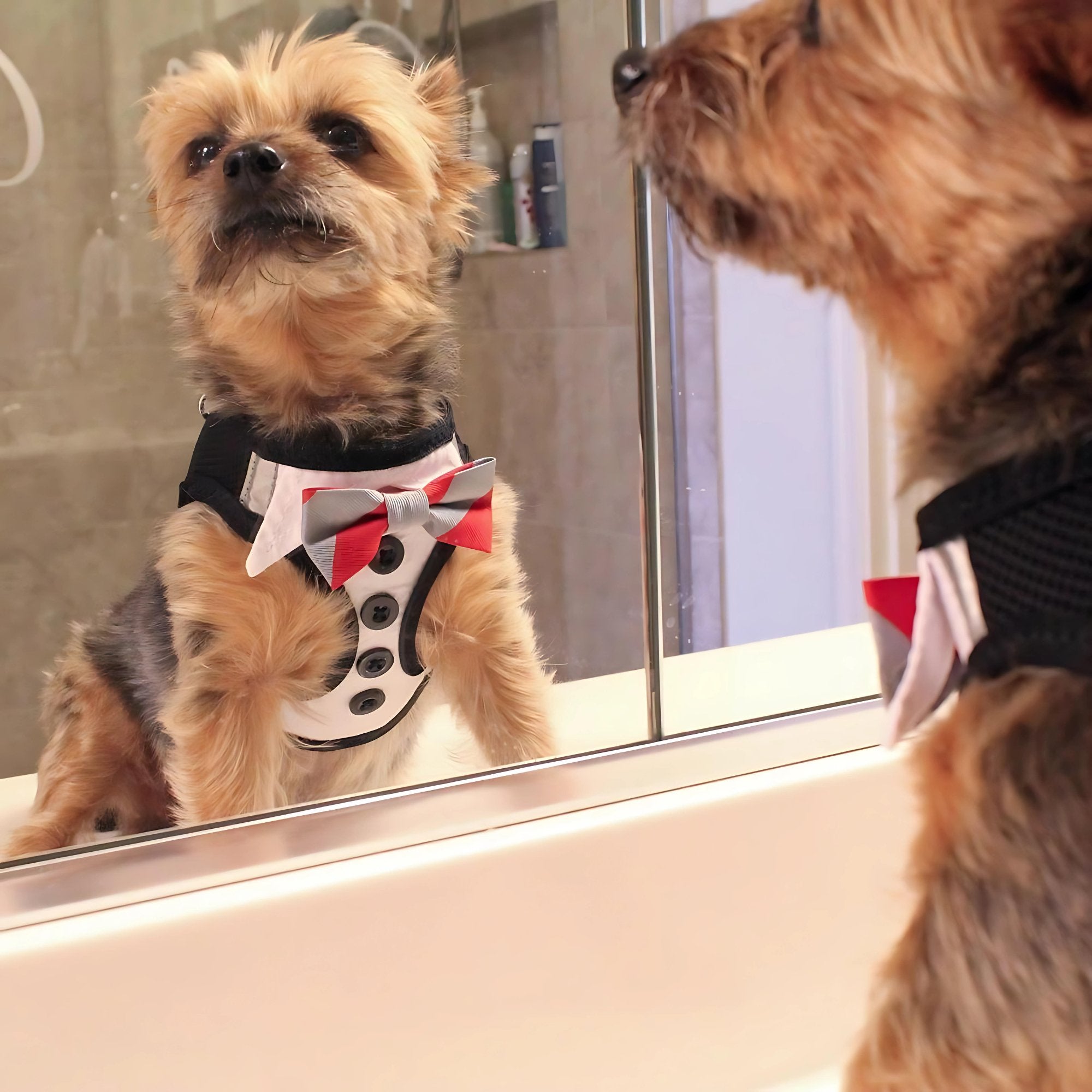 American River Ultra Choke Free Dog Harness - Tuxedo with 4 Interchangeable Bows - godoggiestyle