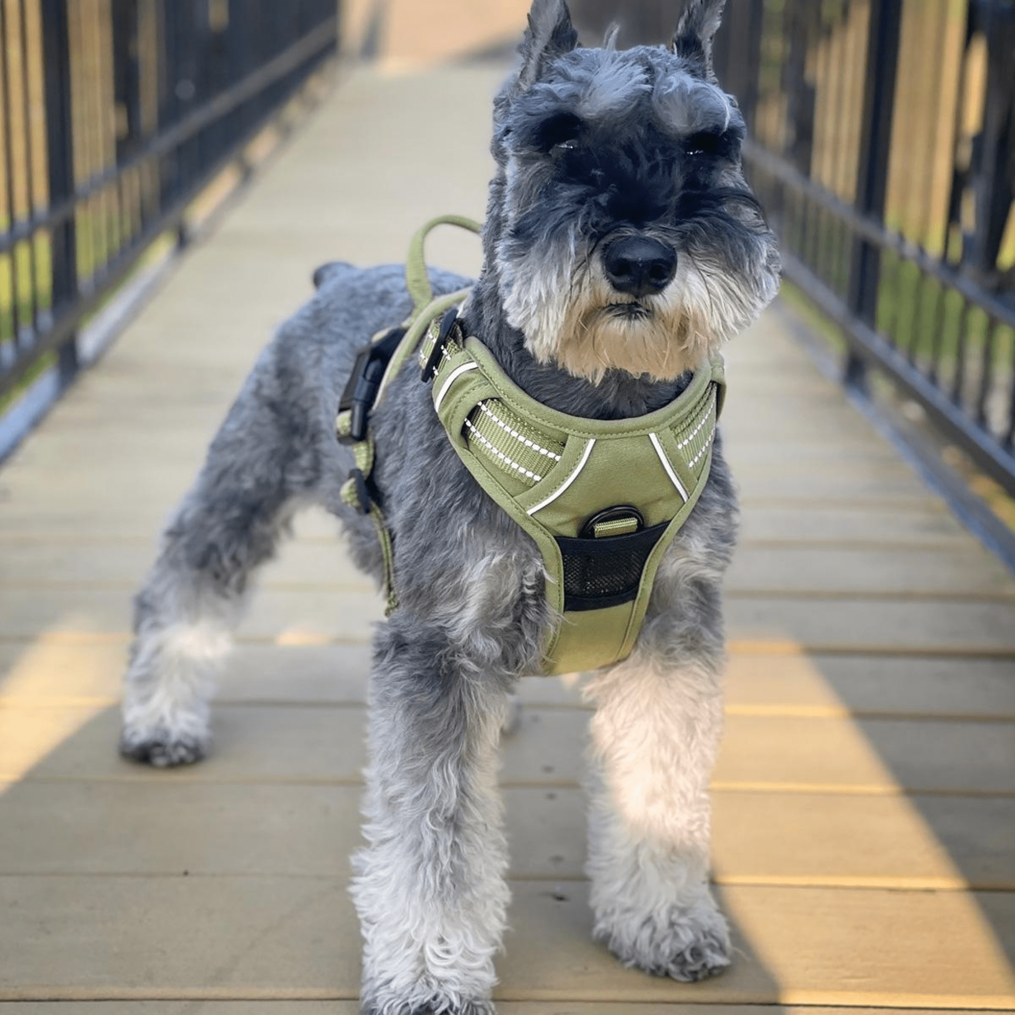 Venture Paw Pull Control Dog Harness - Aspen - godoggiestyle