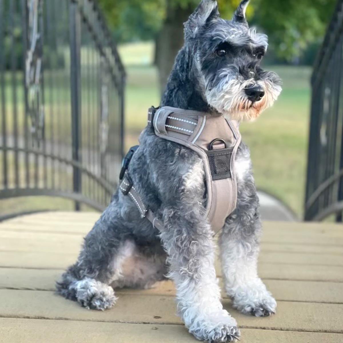 Venture Paw Pull Control Dog Harness - Dried Sage - godoggiestyle