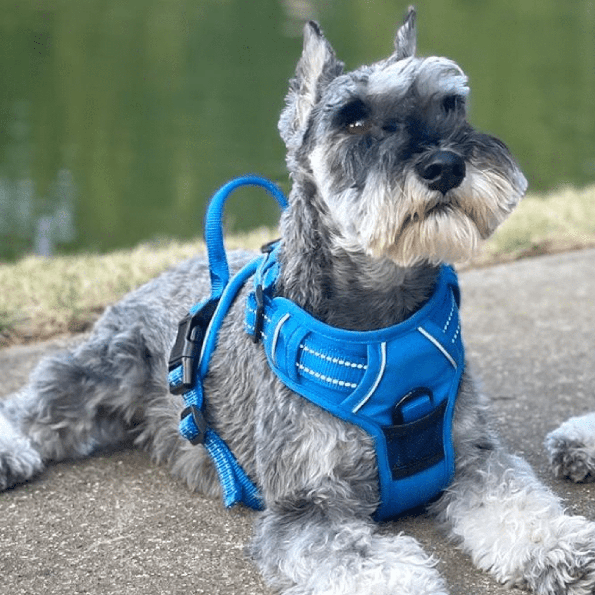 Venture Paw Pull Control Dog Harness - Mountain Lake - godoggiestyle