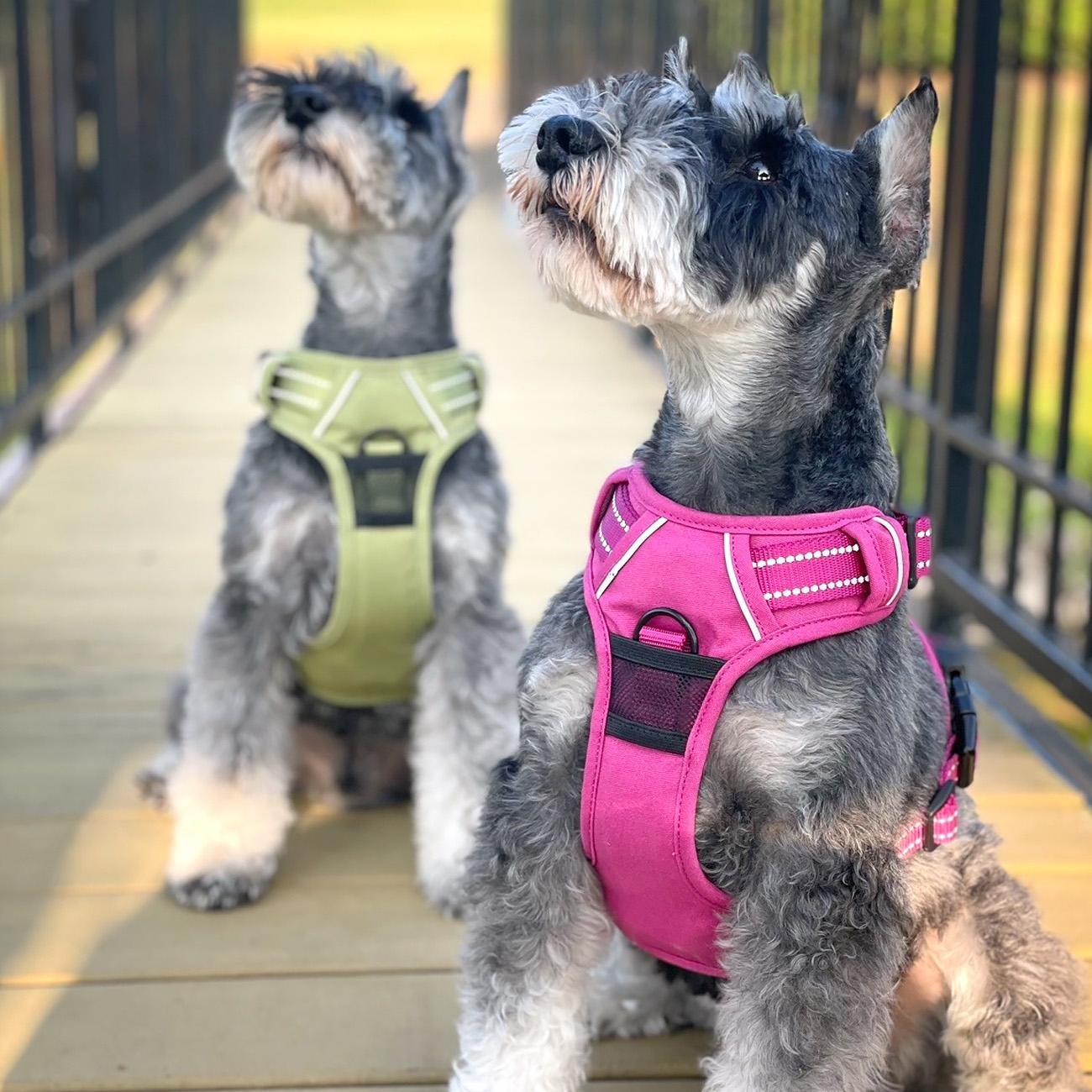 Venture Paw Pull Control Dog Harness - Wild Raspberry - godoggiestyle