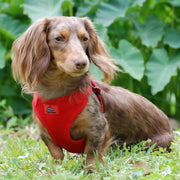 Wrap and Snap Choke Free Dog Harness - Flame Red - godoggiestyle