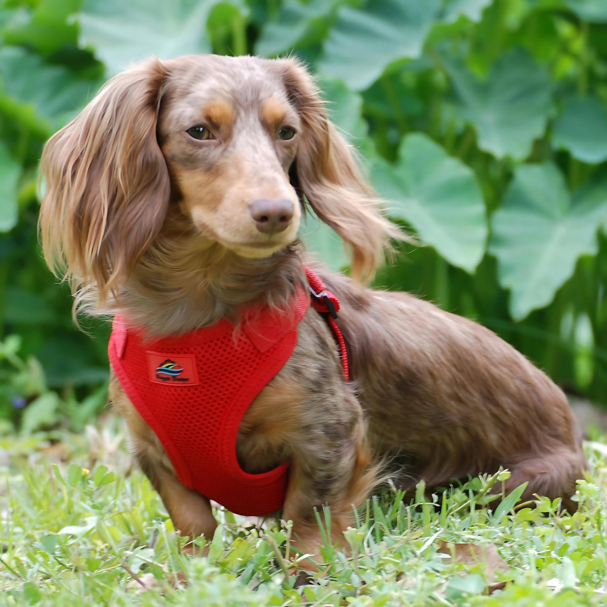 Wrap and Snap Choke Free Dog Harness - Flame Red - godoggiestyle