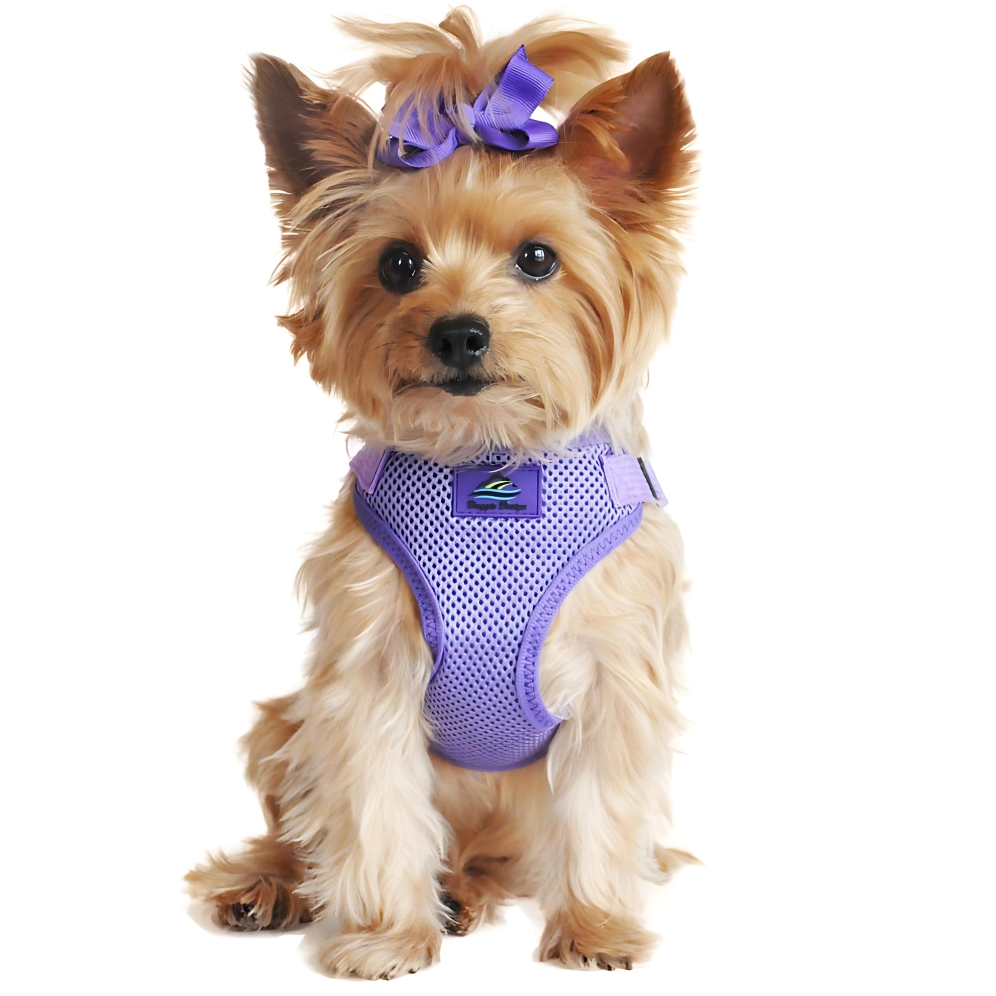 Wrap and Snap Choke Free Dog Harness - Paisley Purple - godoggiestyle