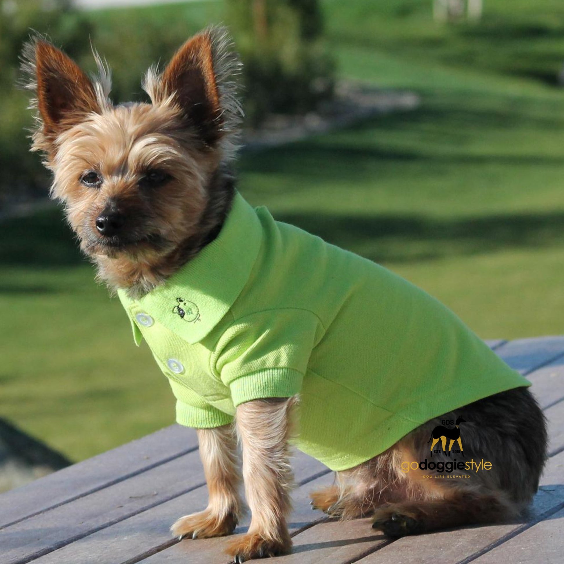 100% Cotton Solid Dog Polo | Green Flash | Dog Polo Shirt | Dog In A Two Button Dog Polo | Dog Shirt & Top | godoggiestyle