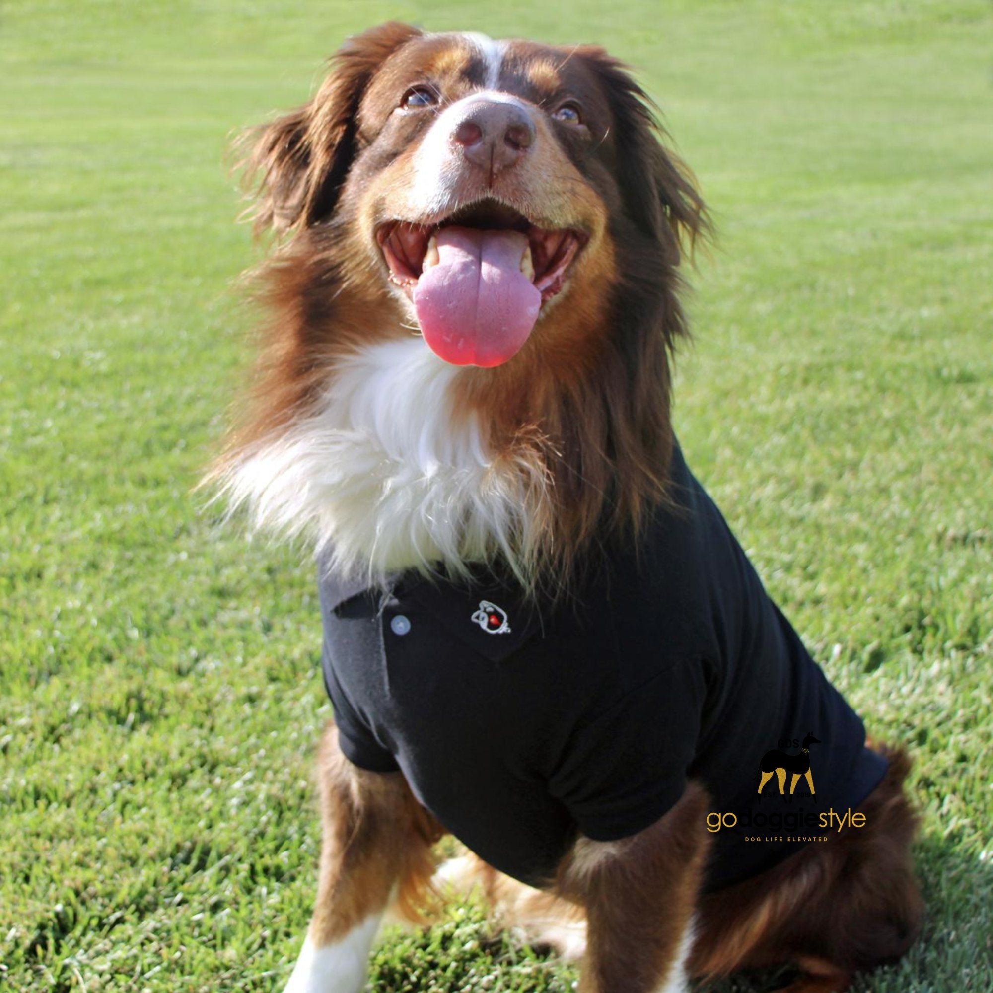100% Cotton Solid Dog Polo | Jet Black | Dog Polo Shirt | Dog Wearing A Two Button Dog Polo | Dog Shirt & Top | godoggiestyle