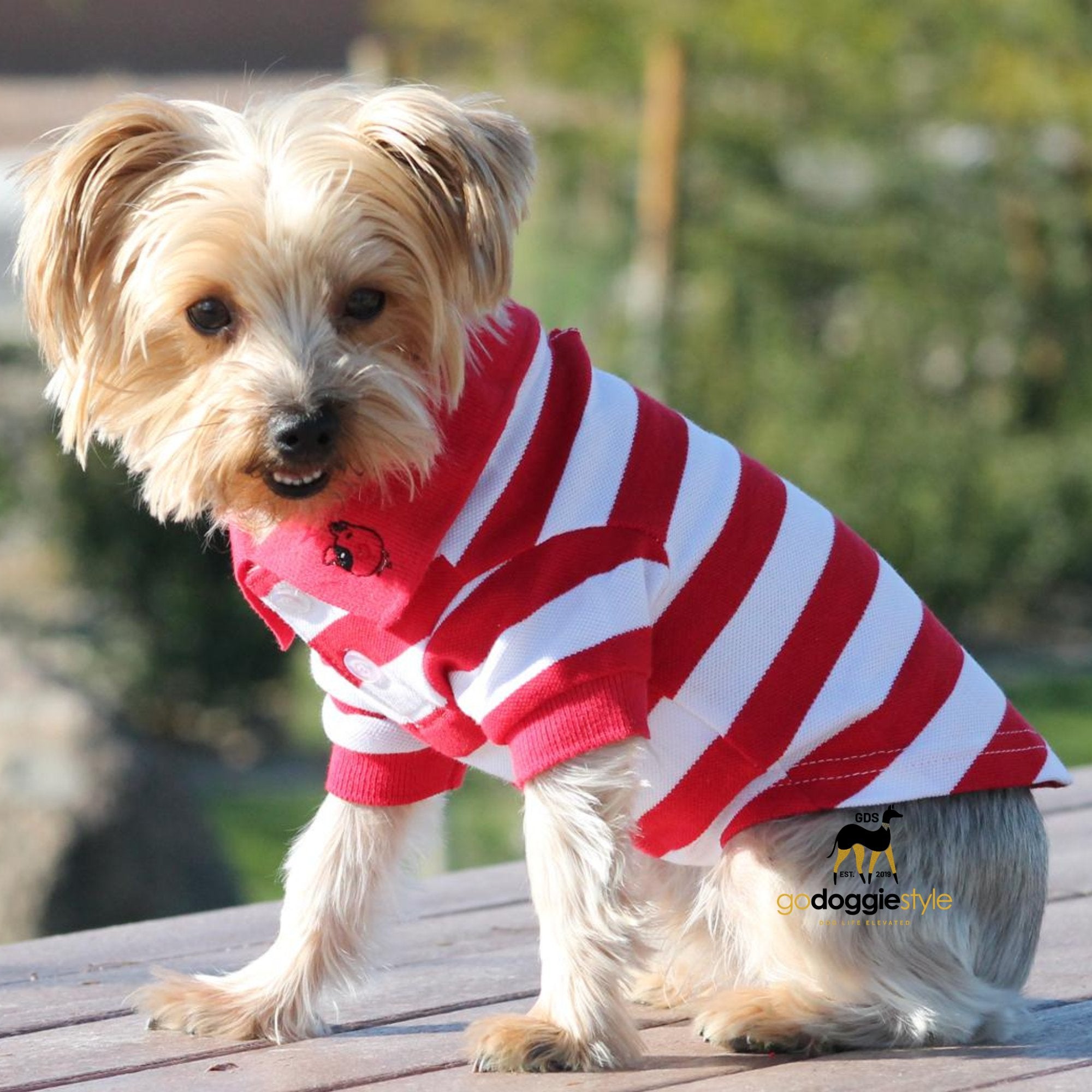 100% Cotton Striped Dog Polo - Flame Scarlet Red And White - Dog Polo Shirt - Two Button Dog Polo - Easy Care - Size XS to 3 XL - godoggiestyle