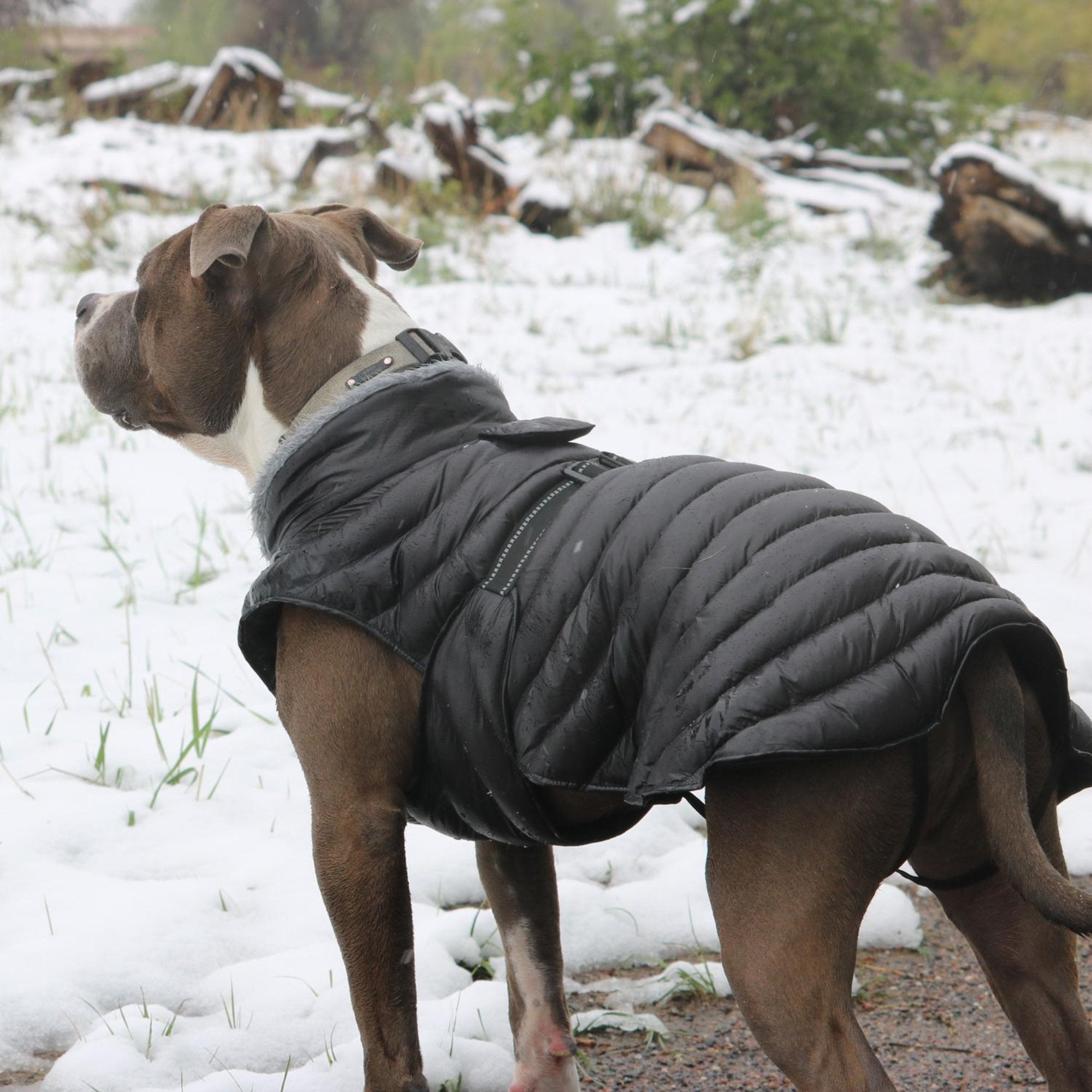 Dog jacket for pitbull hotsell