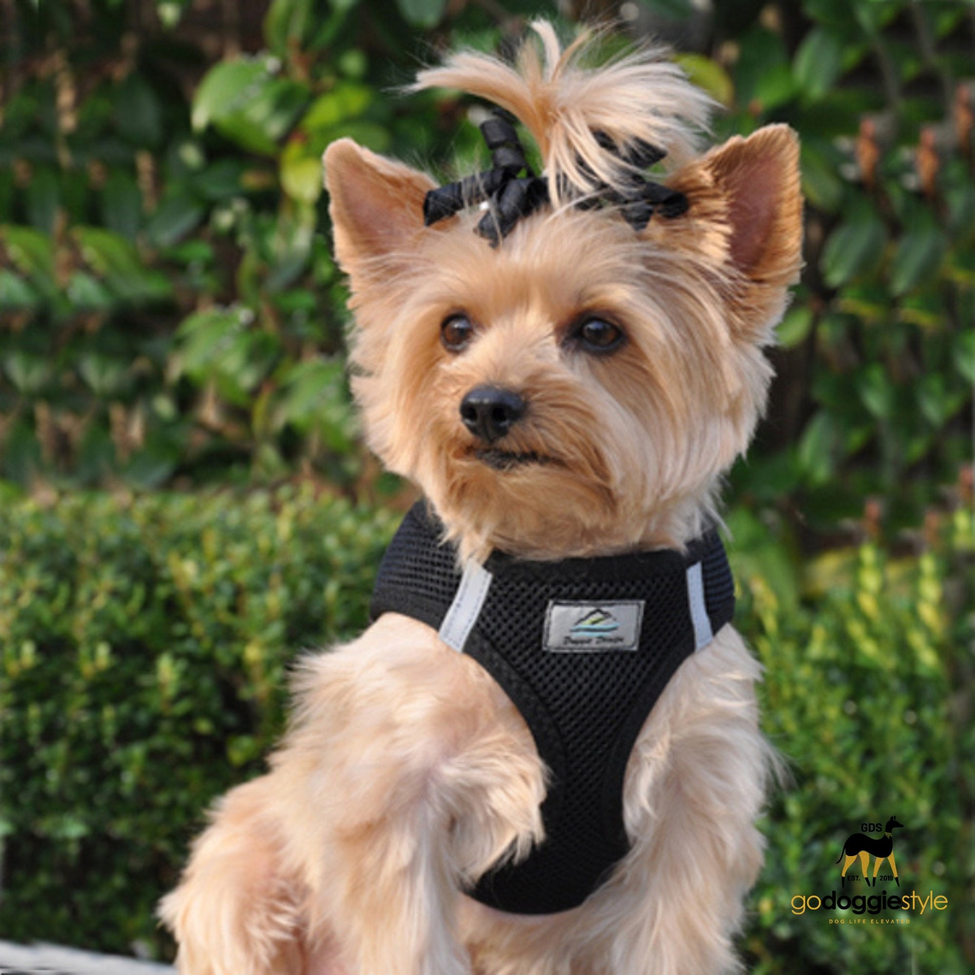 American River Choke Free Adjustable Step In Dog Harness - Black - 386 lb Certified Break Strength - Reflective Safety Harness - XXS to 3XL - Dogs 2 to 90 lbs - godoggiestyle