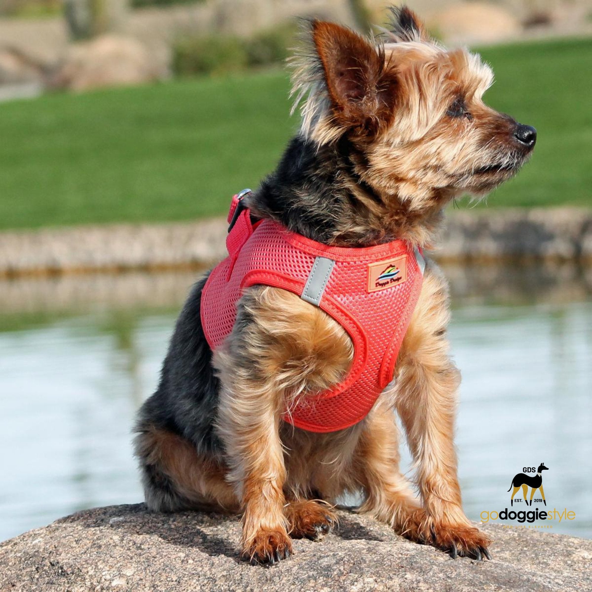 American River Choke Free Adjustable Step In Dog Harness - Coral - 386 lb Certified Break Strength - Reflective Safety Harness - XXS to 3XL - Dogs 2 to 90 lbs - godoggiestyle