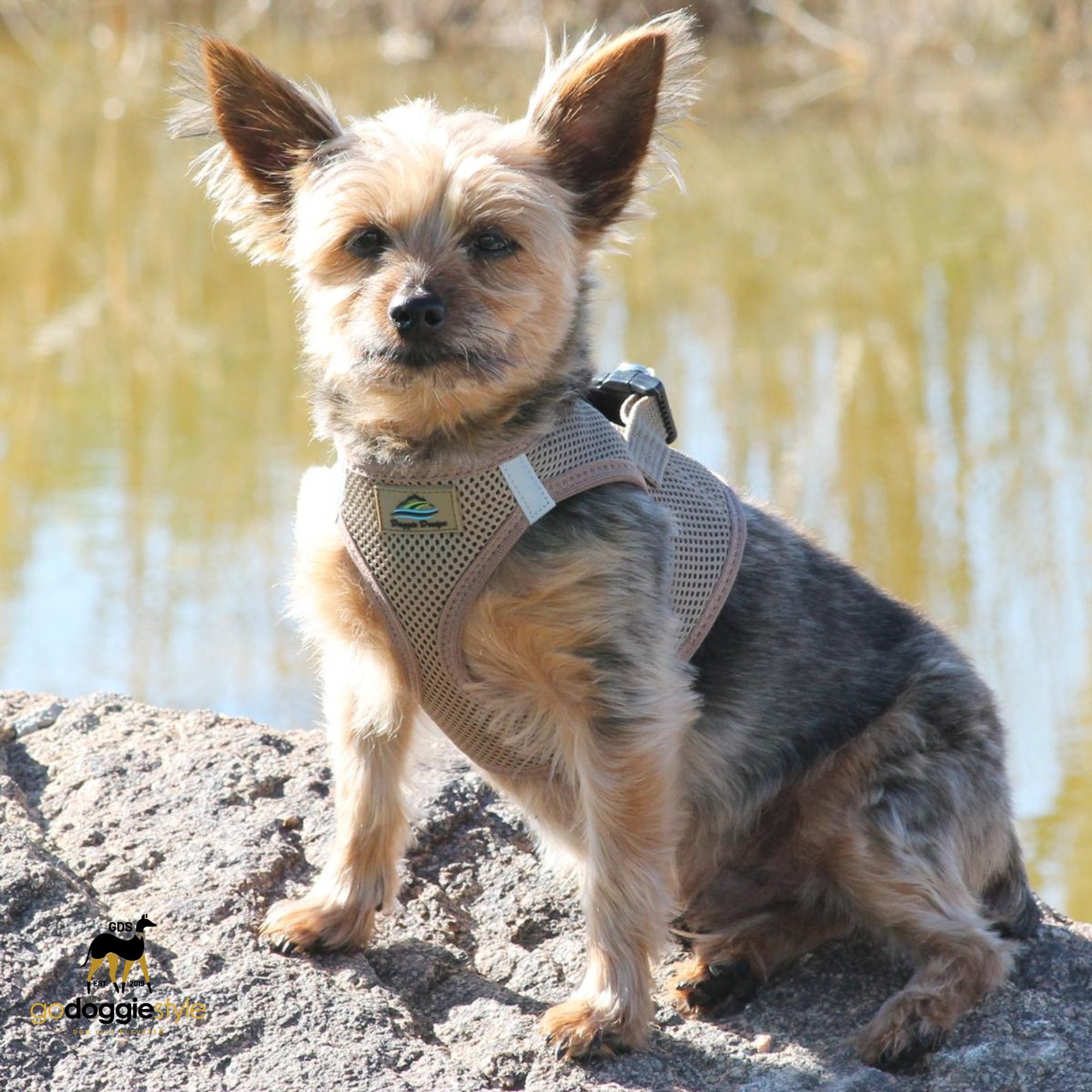 American River Choke Free Adjustable Step In Dog Harness - Fossil Brown - 386 lb Certified Break Strength - Reflective Safety Harness - XXS to 3XL - Dogs 2 to 90 lbs - godoggiestyle