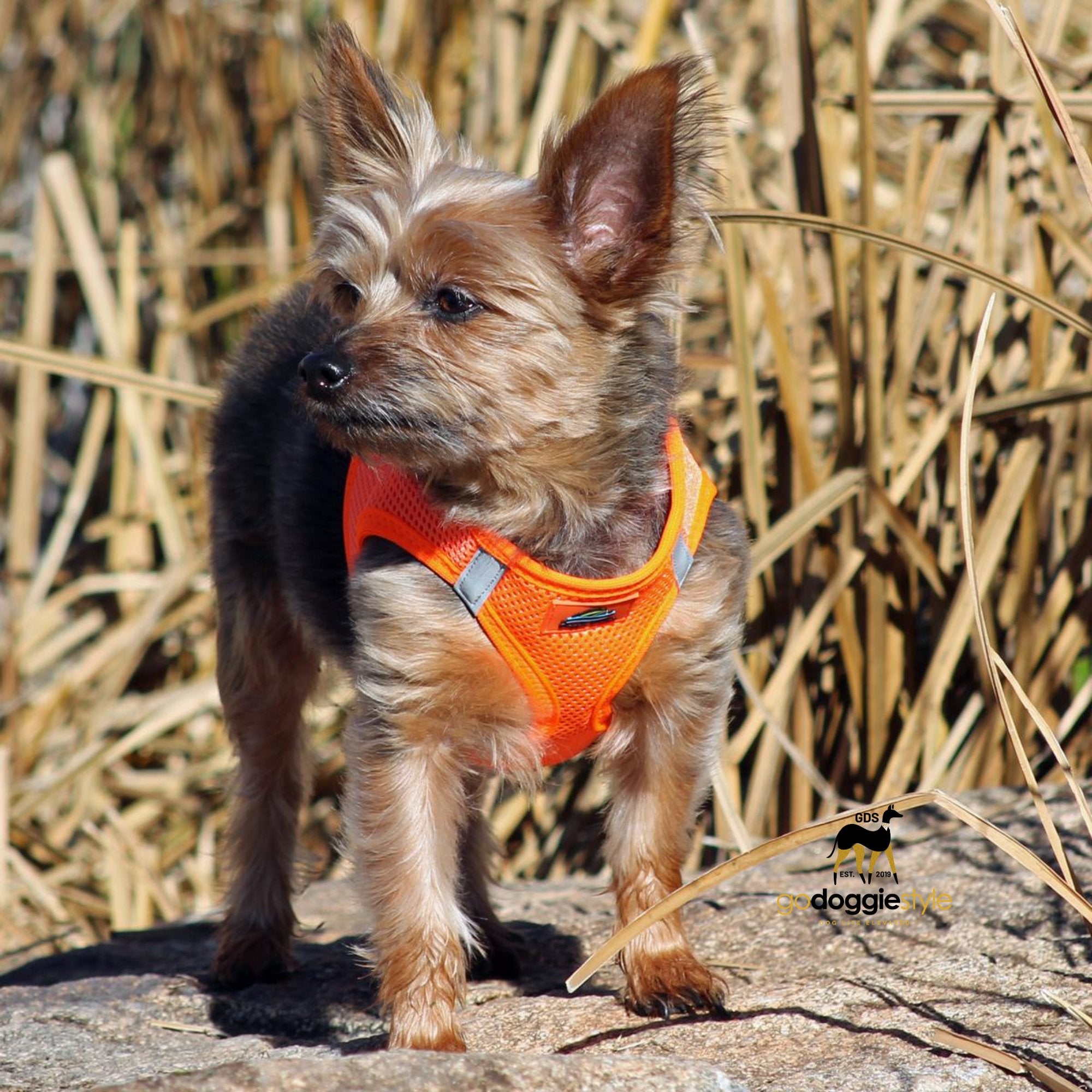 American River Choke Free Adjustable Step In Dog Harness - Hunter Orange - 386 lb Certified Break Strength - Reflective Safety Harness - XXS to 3XL - Dogs 2 to 90 lbs - godoggiestyle