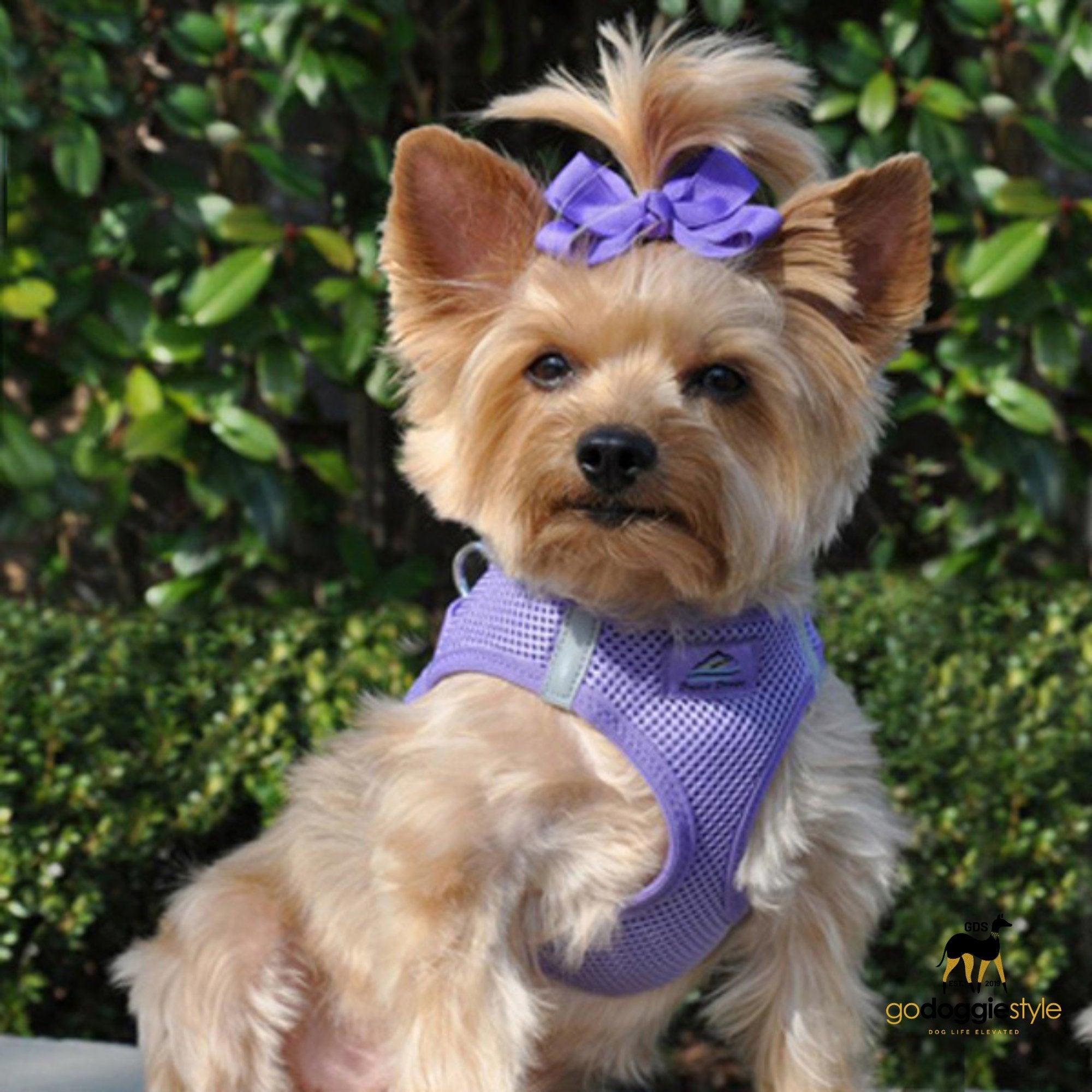 American River Choke Free Adjustable Step In Dog Harness - Paisley Purple - 386 lb Certified Break Strength - Reflective Safety Harness - XXS to 3XL - Dogs 2 to 90 lbs - godoggiestyle