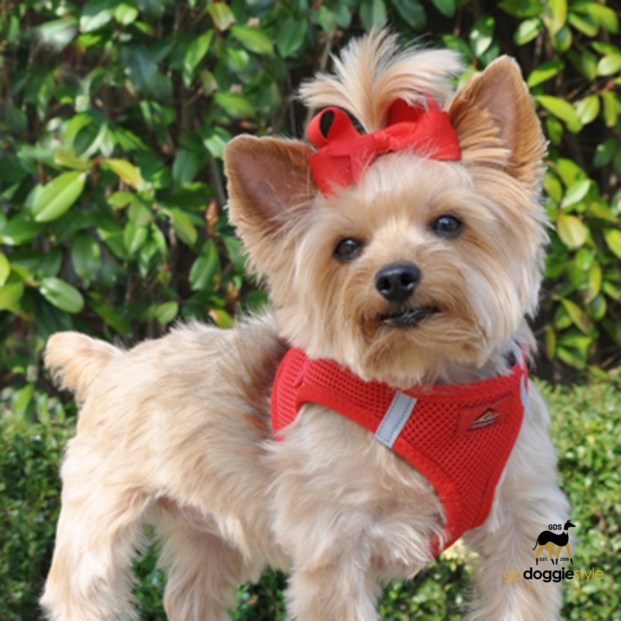 American River Choke Free Adjustable Step In Dog Harness - Red - 386 lb Certified Break Strength - Reflective Safety Harness - XXS to 3XL - Dogs 2 to 90 lbs - godoggiestyle