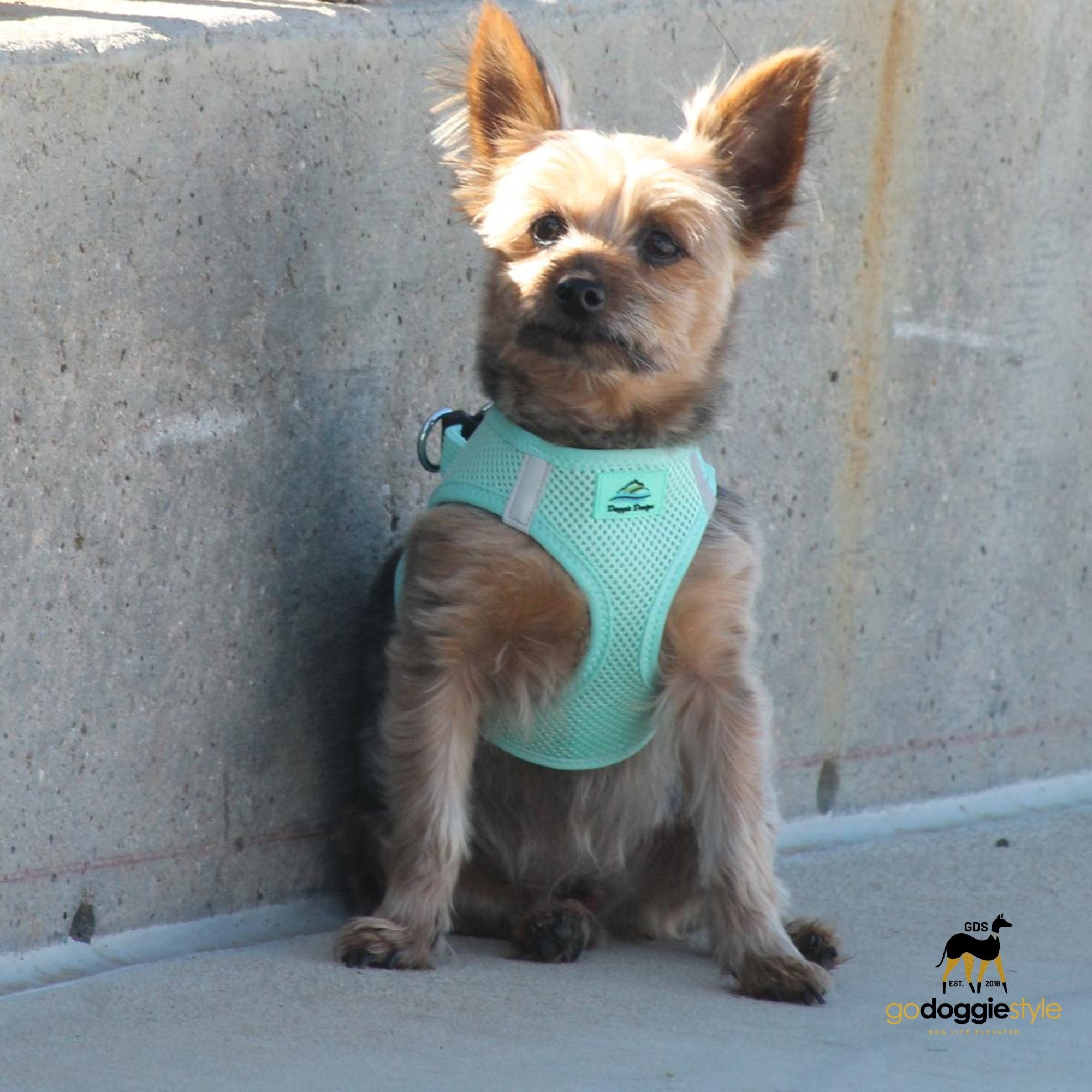 American River Choke Free Adjustable Step In Dog Harness - Teal - 386 lb Certified Break Strength - Reflective Safety Harness - XXS to 3XL - Dogs 2 to 90 lbs - godoggiestyle