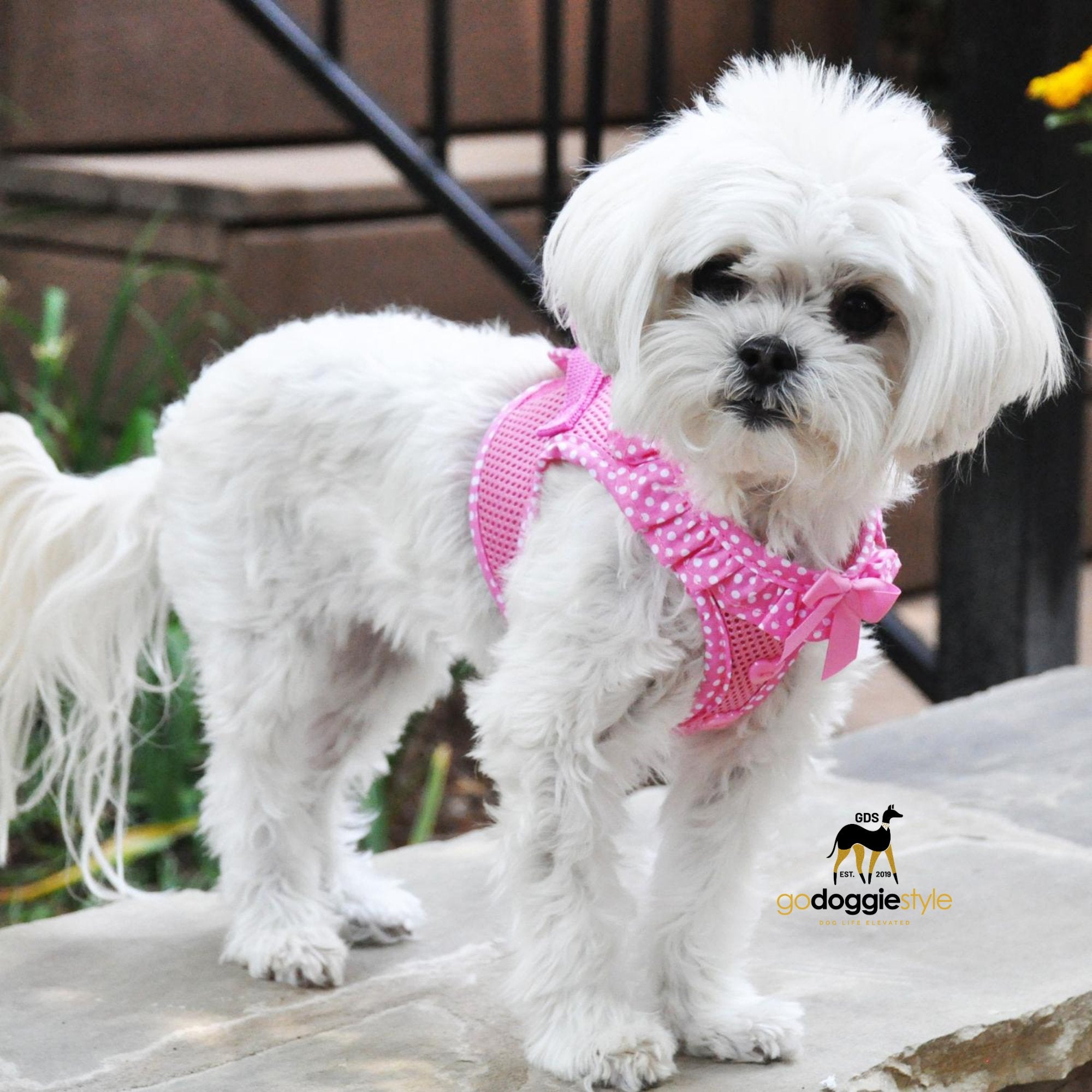 American River Choke Free Harness - Pink Polka Dot - 386 lb Certified Break Strength - Reflective Safety Harness - XXS to 3XL - Dogs 2 to 90 lbs - godoggiestyle