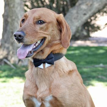 Universal Dog Bow Tie - Black with Starter Collar - godoggiestyle